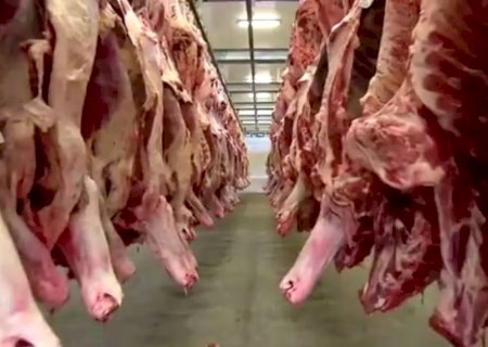 Mato Grosso do Sul mira Chile e Egito como mercados alternativos para carne bovina após suspensão de exportações aos EUA