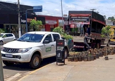 Ivinhema - Iagro apreende caminhão e destrói mudas frutíferas