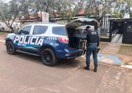 Ivinhema - Polícia Militar prende homem por descumprir medida protetiva