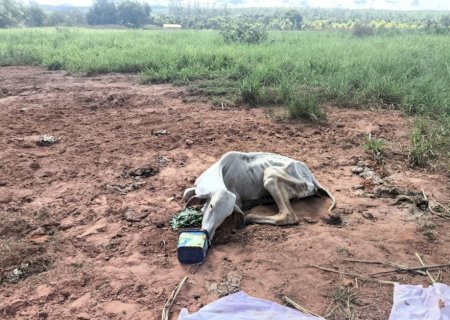 Denúncia leva PMA a resgatar bovino em situação extrema de abandono