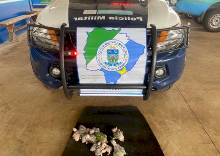 Polícia Militar Ambiental lança Operação Bocaiúva para combater tráfico de animais silvestre no Mato Grosso do Sul