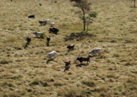 Angélica: MPF abre inquérito para apurar danos em Reserva Legal por trânsito irregular de gado